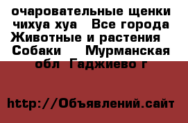 очаровательные щенки чихуа-хуа - Все города Животные и растения » Собаки   . Мурманская обл.,Гаджиево г.